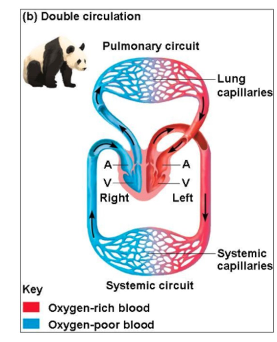 <p>a system where blood passes through the heart twice per complete circuit of the body</p><p>• eg/ mammals (heart -> body -> heart -> lungs -> heart)</p>