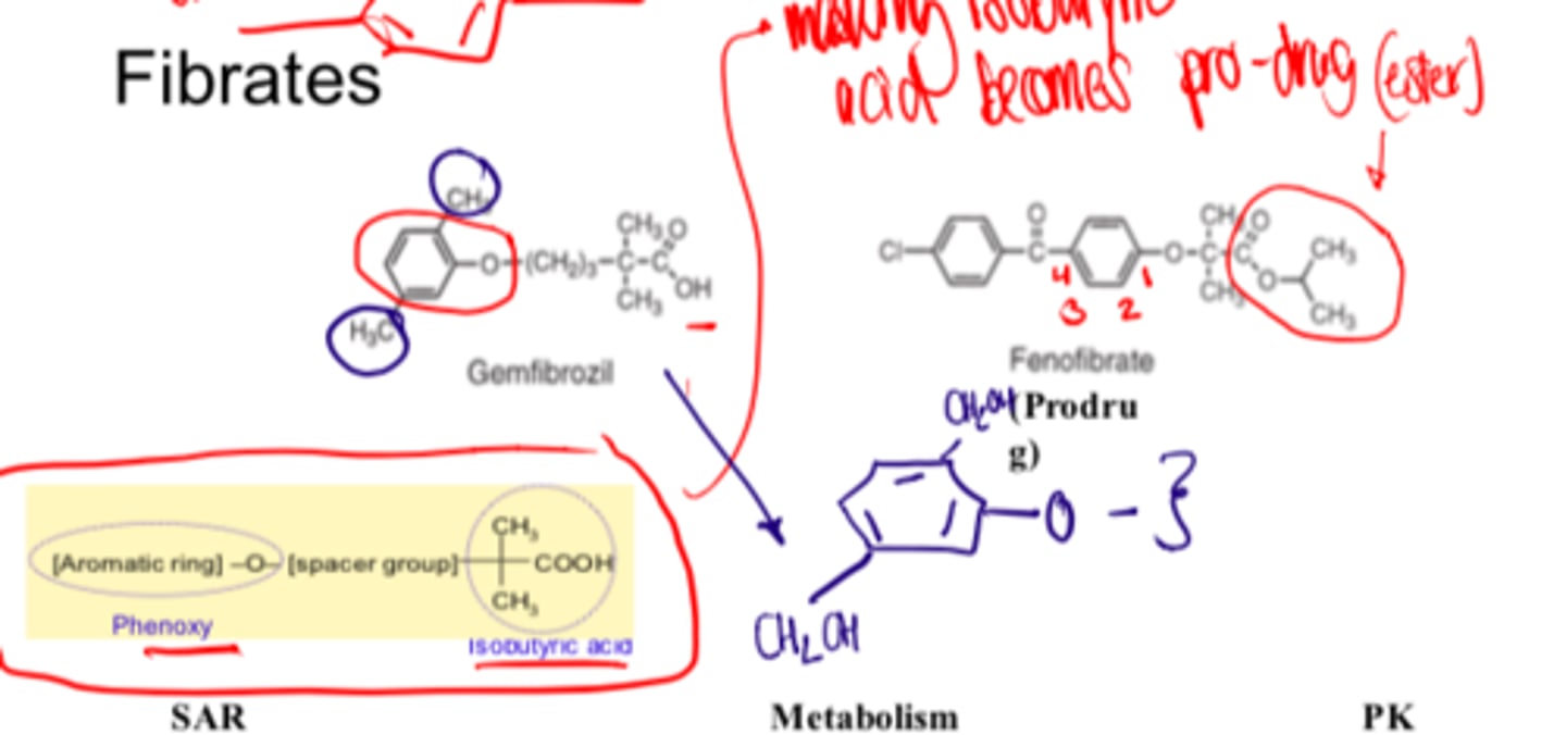 <p>- in vivo hydrolysis</p><p>Oxidation of the aromatic methyl groups produces inactive hydroxymethyl analogs</p>