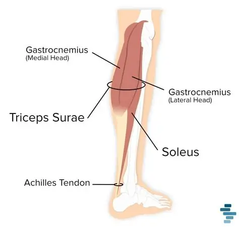<p>Collective term for gastrocnemius + soleus (± plantaris). Powerful plantar-flexor. 🔎 Identify both layers together on Anatomage. 💡 "Tri = three calves."</p>