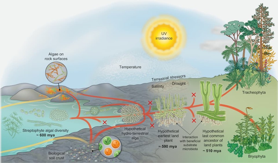 <p>Evolution of Plants</p>