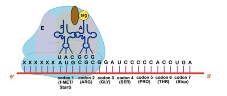 <p>Enter the cell and <strong>reversibly</strong> bind to the 50S ribosomal subunit, inhibiting translocation of peptides→inhibiting protein synthesis</p><p>Unable to cross mammalian mitochondrial membrane = <strong>DON’T</strong> produce bone marrow suppression (relatively safer)'</p><p>Debate: concentration vs time dependence but potential for <strong>time dependant</strong> (T>MIC) bactericidal action, particularly with high concentrations</p><p>PAE (post antibiotic effect) CAN be produced and duration is drug+pathogen dependent</p><p>Antimicrobial action can be enhanced by <strong>high pH</strong> (7.8-8) and suppressed by low pH →site of infections tend to be acidic</p>