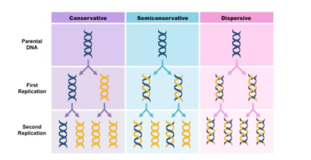 <ul><li><p><strong>Conservative Model</strong> – An entirely new molecule is synthesised from a DNA template (which remains unaltered)</p></li><li><p><strong>Semi-Conservative Model</strong> – Each new molecule consists of one newly synthesised strand and one template strand</p></li><li><p><strong>Dispersive Model</strong> – New molecules are made of segments of new and old DNA</p></li></ul><p></p>