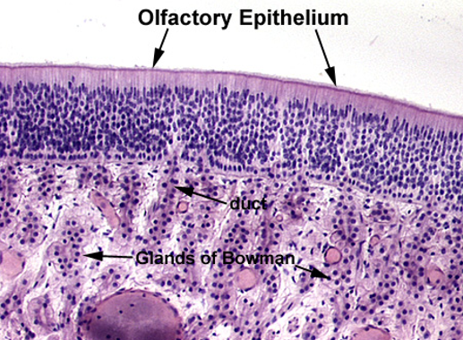 <p><strong>Olfactory epithelium</strong></p><p><em>Stereocilia (longer than true cilia) observable and many many layers of pseudostratified nuclei</em></p>