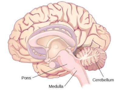 <p>Cerebellum</p>