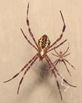 <p>The picture shows the ___ present in some arachnids</p>