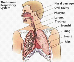 <p>keeps blood constantly supplied with oxygen and removes carbon dioxide the gaseous exchanges occur through the walls o the air sacs of the lungs</p>