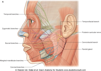 <ul><li><p><mark data-color="blue" style="background-color: blue; color: inherit">Temporal branch</mark></p></li><li><p><mark data-color="blue" style="background-color: blue; color: inherit">Zygomatic branch</mark></p></li><li><p><mark data-color="blue" style="background-color: blue; color: inherit">Buccal branch</mark></p></li><li><p><mark data-color="blue" style="background-color: blue; color: inherit">Marginal mandibular branch</mark></p></li><li><p><mark data-color="blue" style="background-color: blue; color: inherit">Cervical branch</mark></p></li></ul><p>Mnemonic: <u>T</u>he <u>Z</u>oo <u>B</u>rought <u>M</u>any <u>C</u>hildren</p>