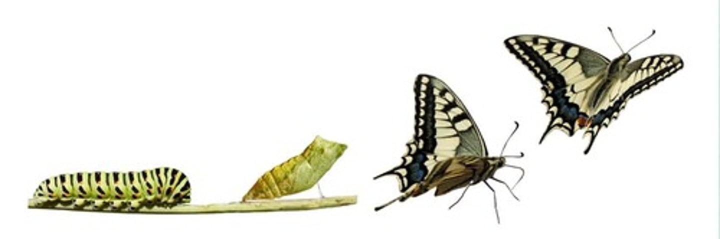 <p>to change form or appearance</p>