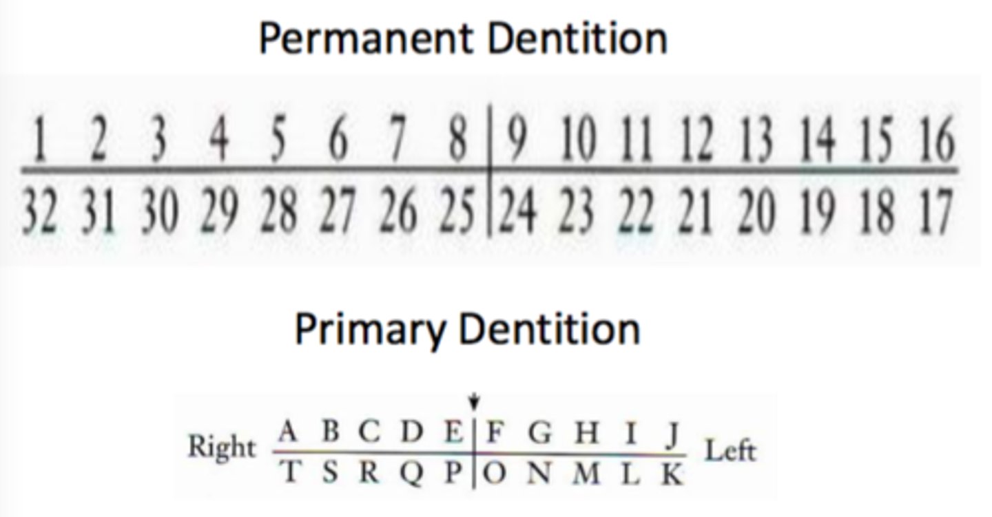 <p>uses letters and numbers to denote tooth</p>