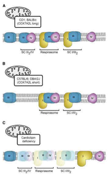 <ul><li><p>ETC complexes in intact mitochondria exist as loose aggregates along the crista wall → super complexes or respirators</p></li><li><p>Respiratory chain super complex formation depends on the presence of supplementary subunits such as <strong>COX7A2-</strong> long/short and requires <strong>cardiolipin</strong> (IMM phospholipid)</p></li><li><p>Advantages relate to <strong>efficiency</strong> (through channeling of redox intermediates or association with other mitochondrial components) or <strong>regulation</strong> of activities of subsections of the respiratory chain</p></li><li><p>E- handed off more quickly/efficiently</p></li></ul>