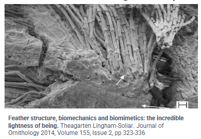 <p>• Bone</p><p>• Wood</p><p>• Feathers</p>