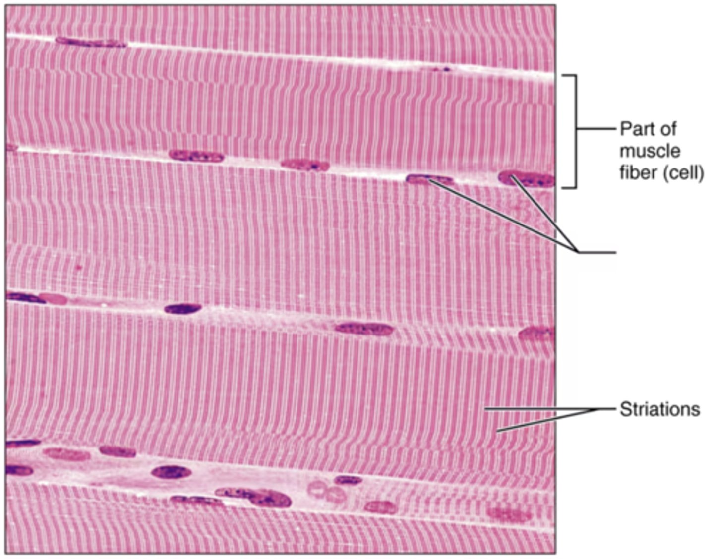 <p>Label the blank structure.</p>