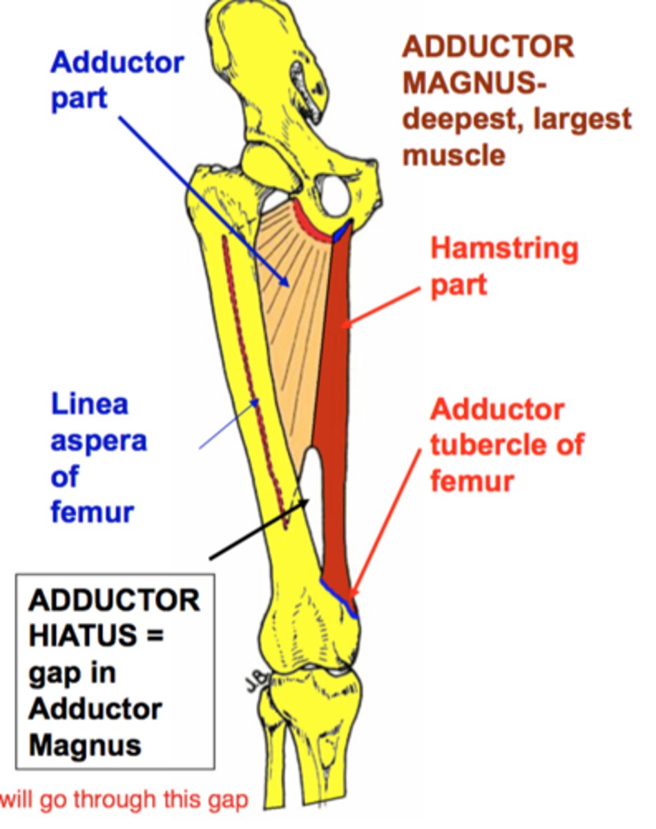 <p>Inferior ramus of pubis</p>