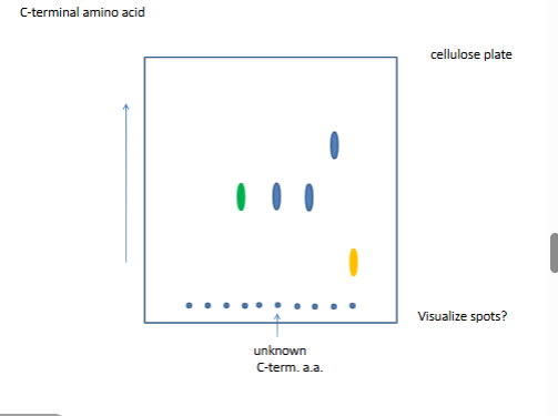 <p>arrow is polar solvent (polyamide plate)</p><p>plate si never homegenoues</p><p></p><p>nonpolar for the secon picture</p>