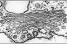 <p>What organelle is this? </p>