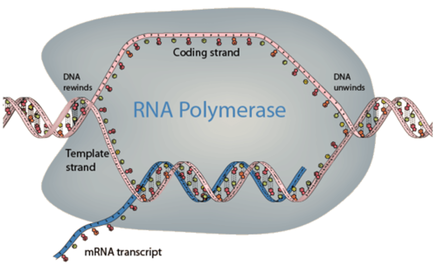 <p>Enzyme similar to DNA polymerase that binds to DNA and separates the DNA strands during transcription</p>