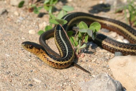 <p>Butlers garter snake</p>