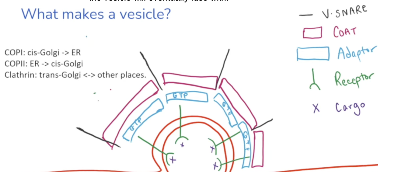 <ul><li><p>A g-protein bound to receptors on vesicles that read sugars added during O-linked glycosylation</p></li><li><p><span style="background-color: transparent;"><span>When they are bound to GTP, they’re curved, allowing the vesicle to have a circular structure.</span></span></p></li><li><p><span style="background-color: transparent;"><span>Adaptin is bound to coat proteins. There are different kinds of coat proteins depending on the final destination of the cargo the vesicle is carrying.</span></span></p></li></ul><p></p>