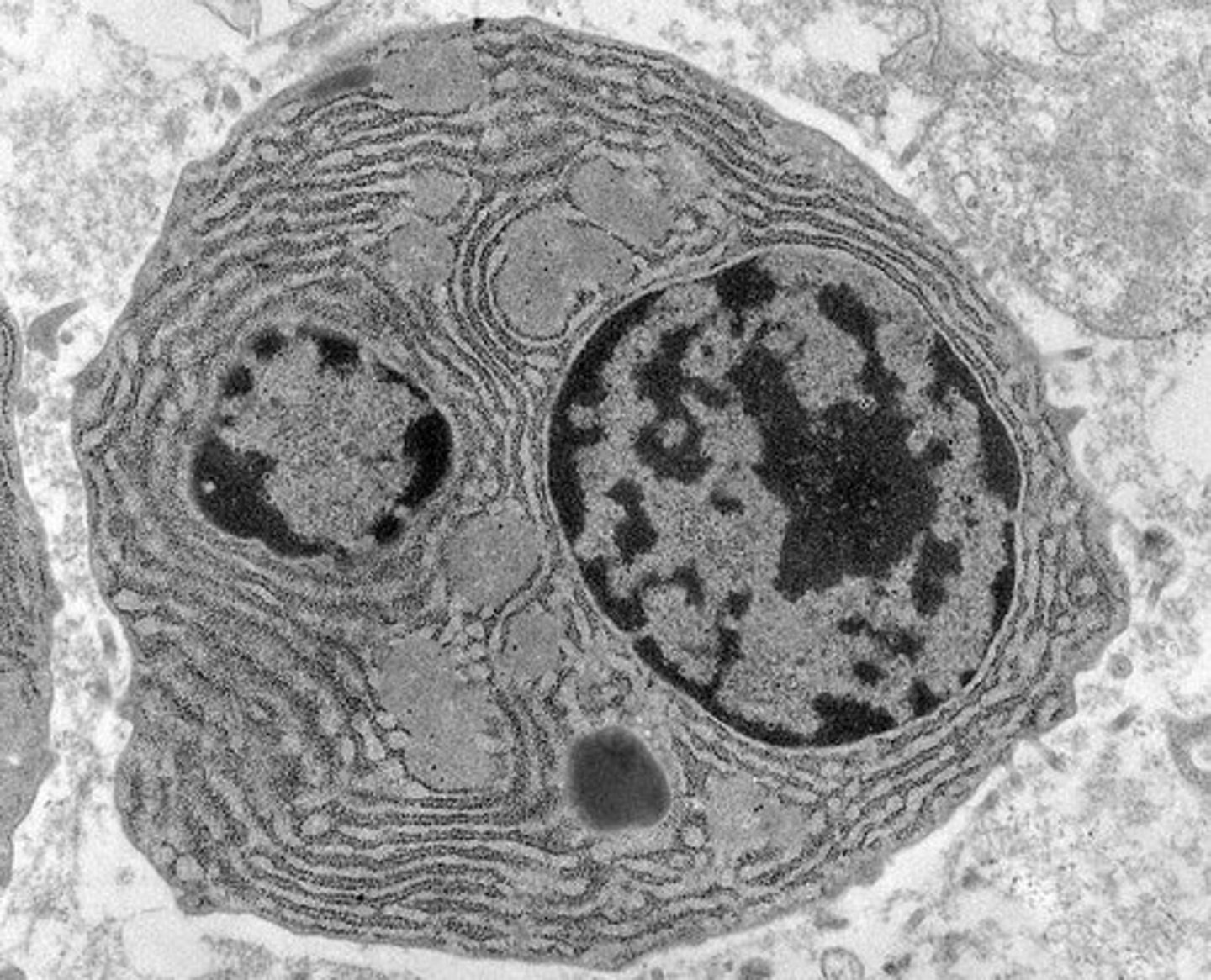 <p>High-resolution microscope, up to 400,000X magnification.</p>