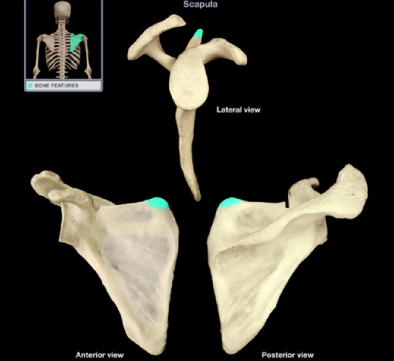 <p>identify (angle)</p>