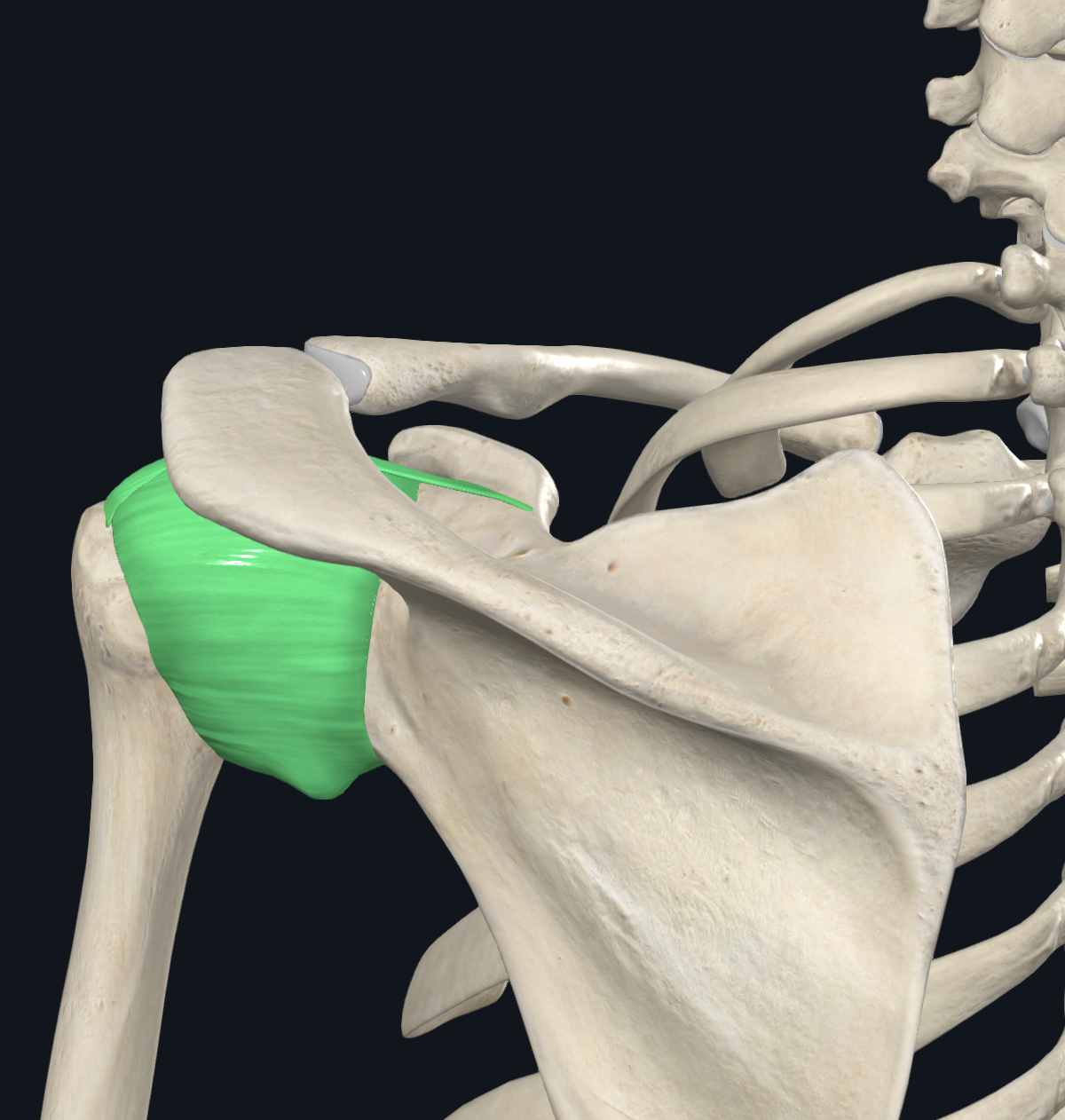 <ul><li><p>type of Synovial  joint( prevent friction),allows wide movement </p></li><li><p>Located between scapula </p></li></ul>