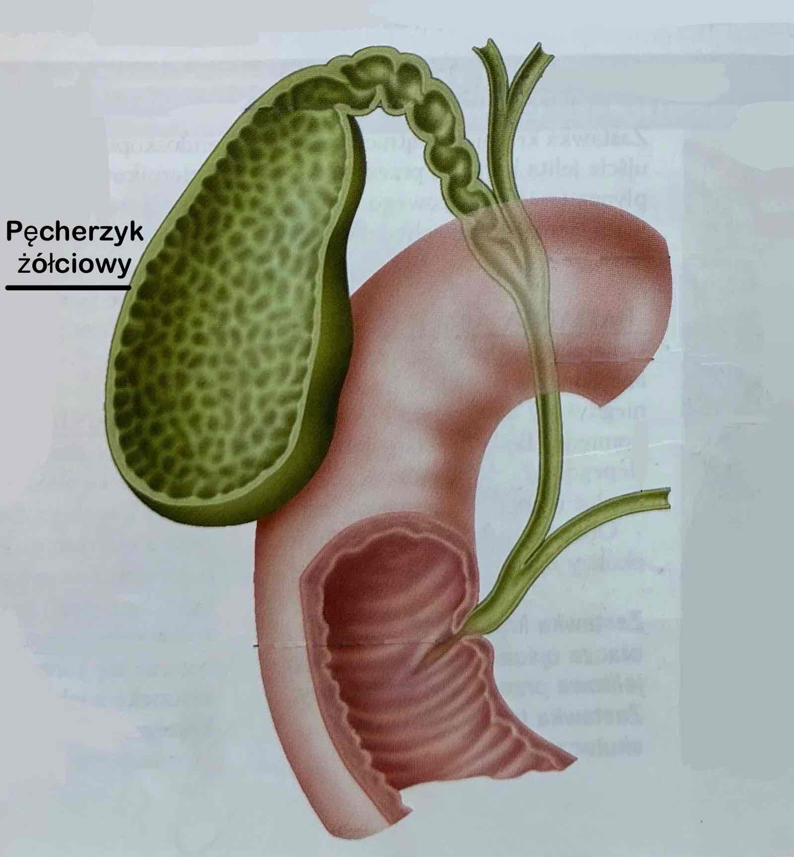 <p>Pęcherzyk żółciowy (z opisem)</p>