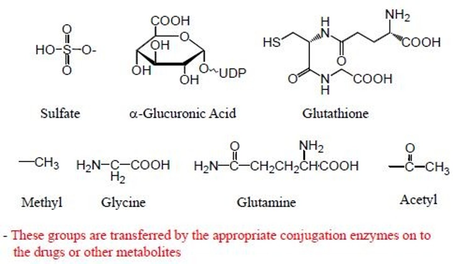 <p>sulfates, alpha glucuronic acid, glutathione, methyl, glycine, glutamine, acetyl</p><p>reacting with</p><p>phenol, COOH, OH, NH2, amides, sulfonamides, SH, amines, C-</p>