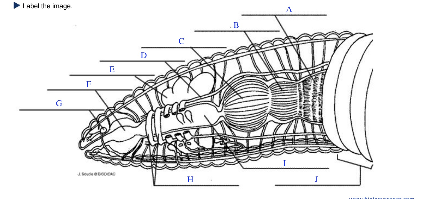 <p>label G, H, I, and J</p>