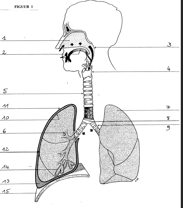 <ol start="9"><li><p>hoofdbronchus rechts</p></li></ol><p></p>