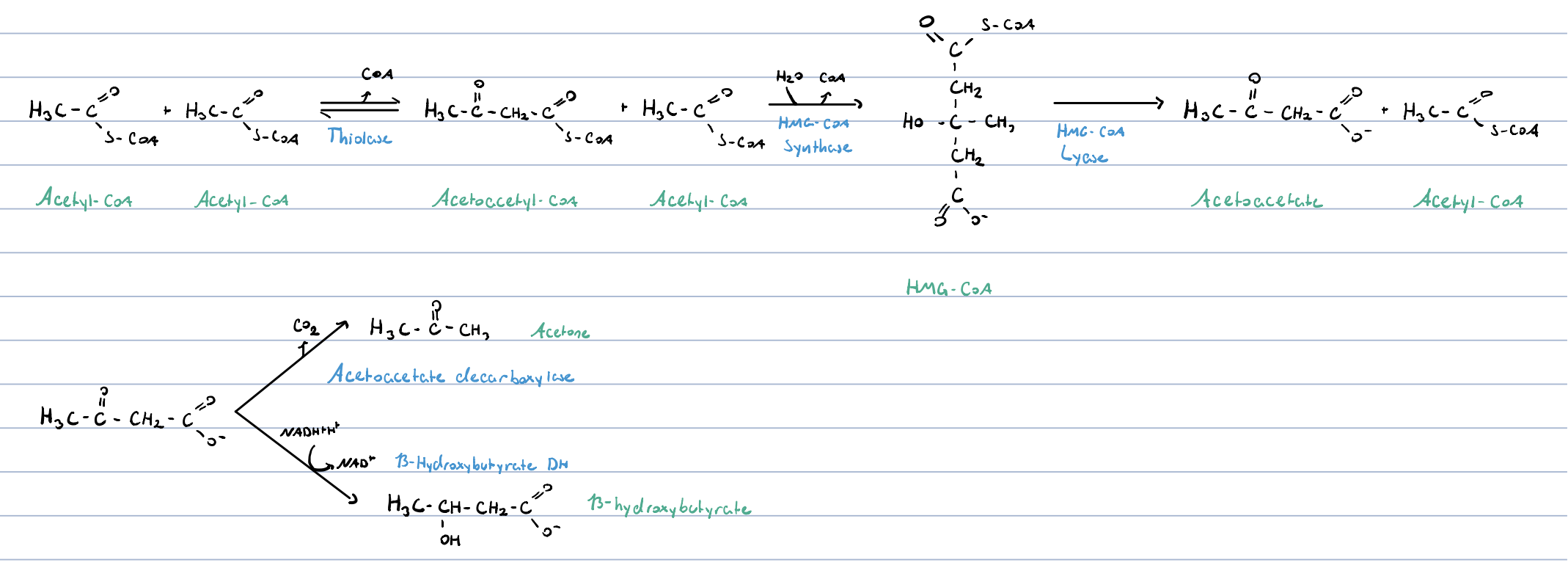 thiolase

HMA-CoA synthase

HMA-CoA lyase

acetoacetate carboxylase / β-hydroxybutyrate DH