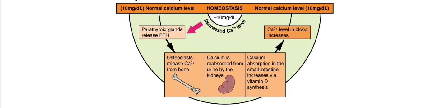 <p>Secreted by parathyroid glands when blood Ca2+ is low (hypocalcemia)</p><p>Actions</p><ul><li><p><strong>Bone</strong>: Stimulates osteoclast activity (via osteoblast signaling) → releases Ca2+</p></li><li><p><strong>Kidney</strong>: Increases Ca2+ reabsorption, stimulates calcitriol synthesis</p></li><li><p><strong>Intestine</strong>: Indirectly up absorption via calcitriol</p></li></ul><p></p>