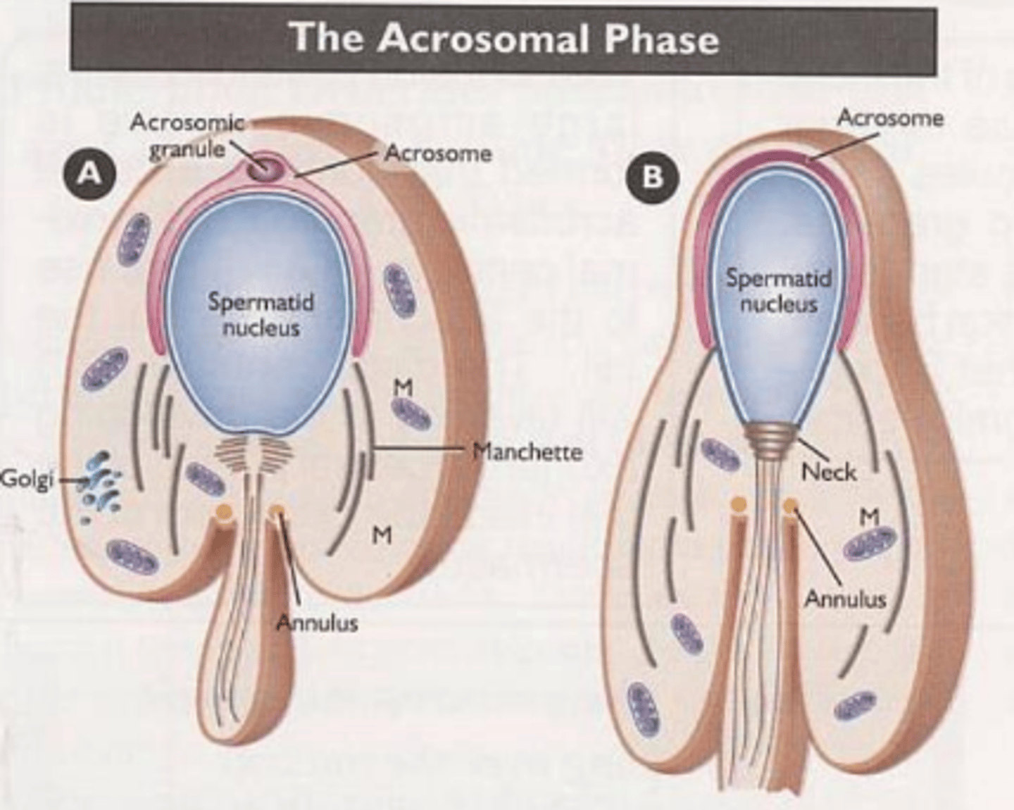 <p>acrosome spread across nucleus and eventually forms neck filled with proteinsq</p>