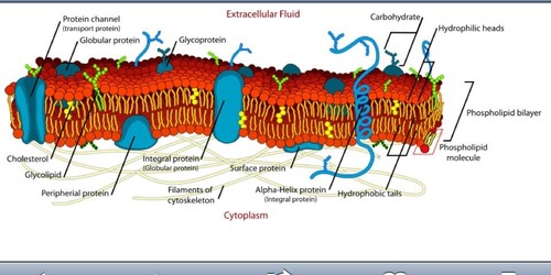spans entire membrane (specific type of integral protien)