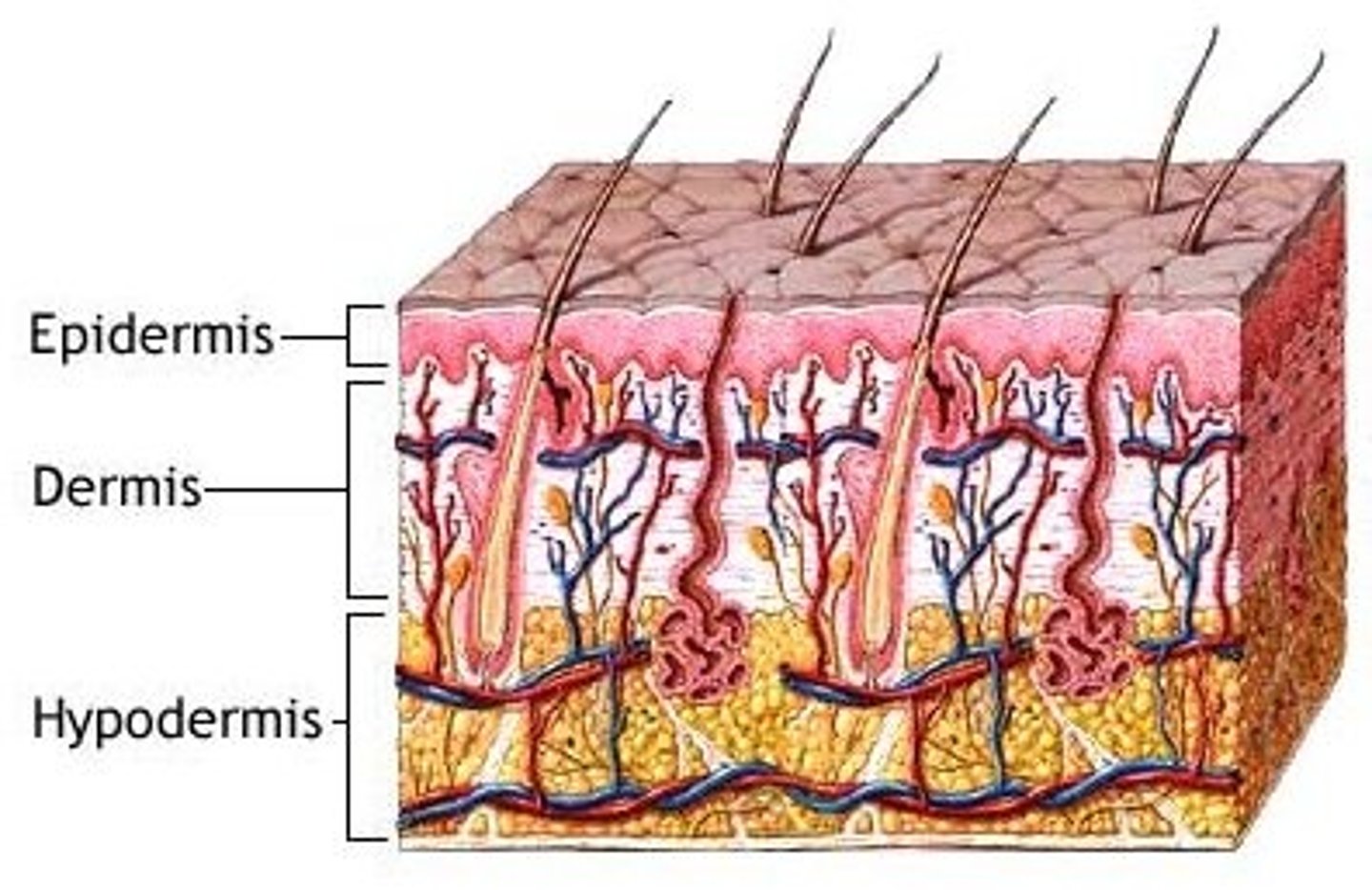 <p>loose connective tissue layer of skin below the dermis</p>