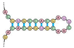 <p>structure in RNA that forms when complementary sequences on the same strand pair up</p>