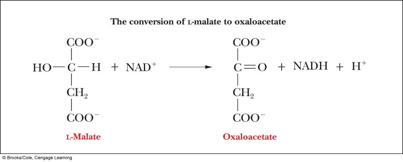  Which enzyme catalyzes the oxidation of malate to Oxaloacetate?