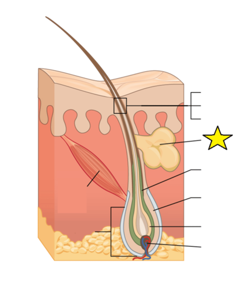 <p>Glands that secrete sebum, associated with hair follicles.</p>