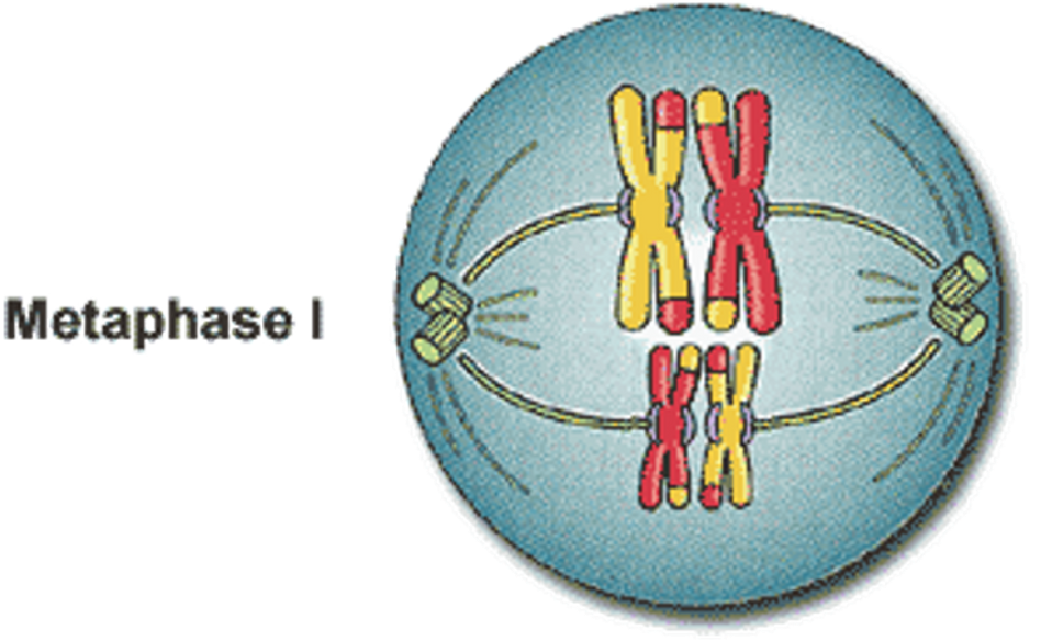 <p><span>•Chromosomes line up on the equator of the cell in homologous pairs.</span></p><p><span>•Spindle fibres attach to the centromeres of each chromosome.</span></p>