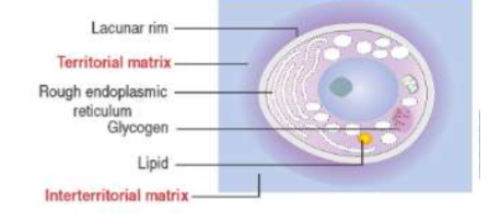 <ul><li><p>former chondroblasts that are surrounded by compartmentalized ECM</p></li><li><p><strong><em><u>Territorial matrix </u></em></strong>= matrix that <strong><em><u>encloses </u></em></strong>isogenous groups </p><ul><li><p>forms blueish structure w/ hematoxylin and eosin stains</p></li></ul></li><li><p><strong><em><u>Interterritorial matrix:  </u></em></strong>surrounds the territorial matrix; <strong><em><u>seperates </u></em></strong>isogenous groups<br></p></li></ul><p><mark data-color="purple" style="background-color: purple; color: inherit;">NOTE: </mark><strong><em><mark data-color="purple" style="background-color: purple; color: inherit;"><u>Chondrocyte cell body fills the space of the lacuna</u></mark></em></strong><mark data-color="purple" style="background-color: purple; color: inherit;"> in vivo, but shrinkage of the cell bodies occurs during tissue preparations for light microscopy. This results in each lacuna appearing as a cavity with a cell body and much empty space.<br></mark></p>