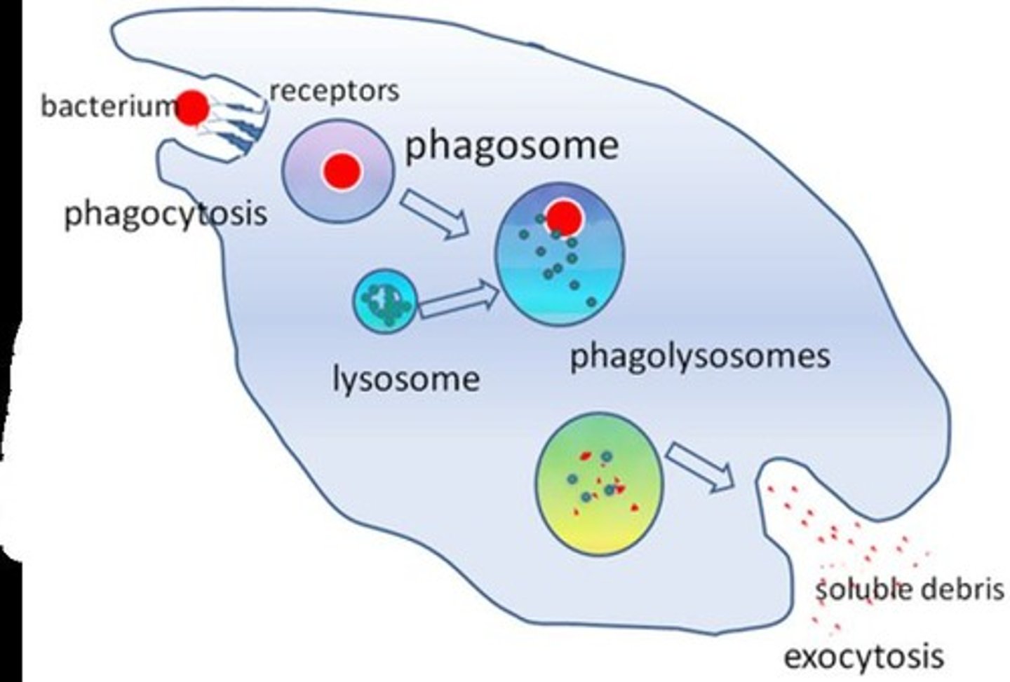 <p>The vesicle formed around a pathogen inside a phagocyte.</p>