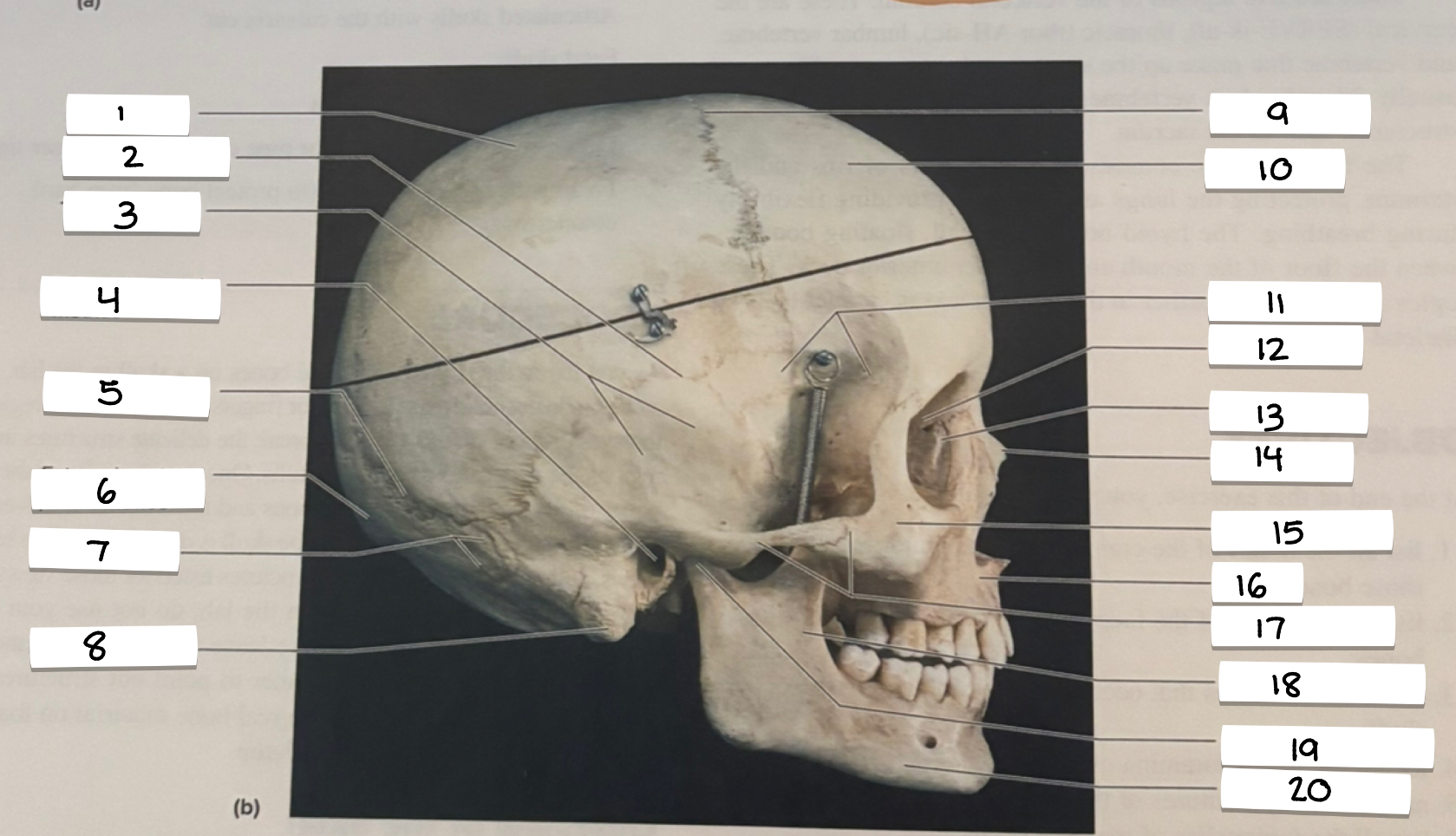 <p>9</p>