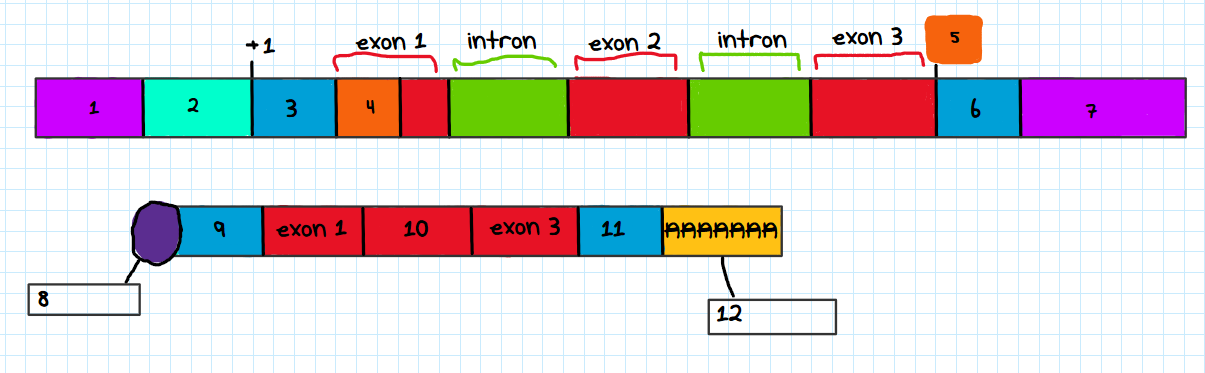 <p>Label each number in the eukaryotic gene and processed mRNA transcript figure</p>