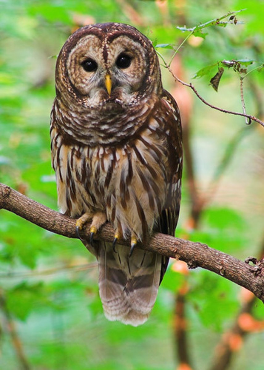 <p>brownish</p>