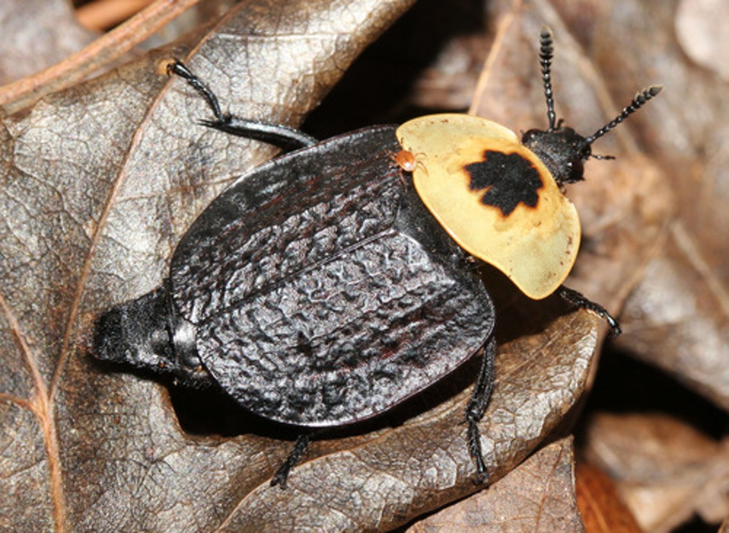 <p>Beetle Family</p>
