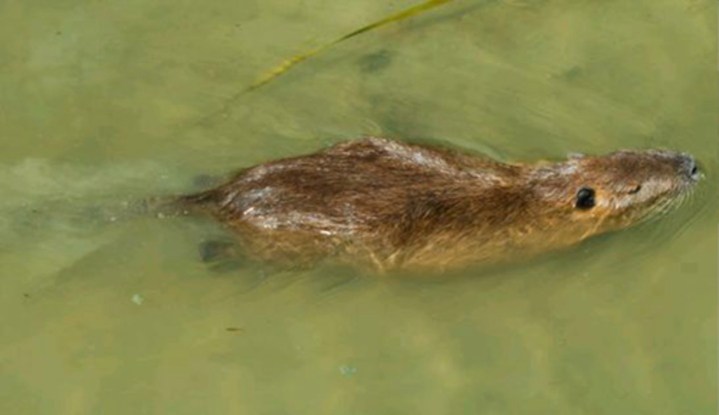 <p>Identify the species shown:</p>