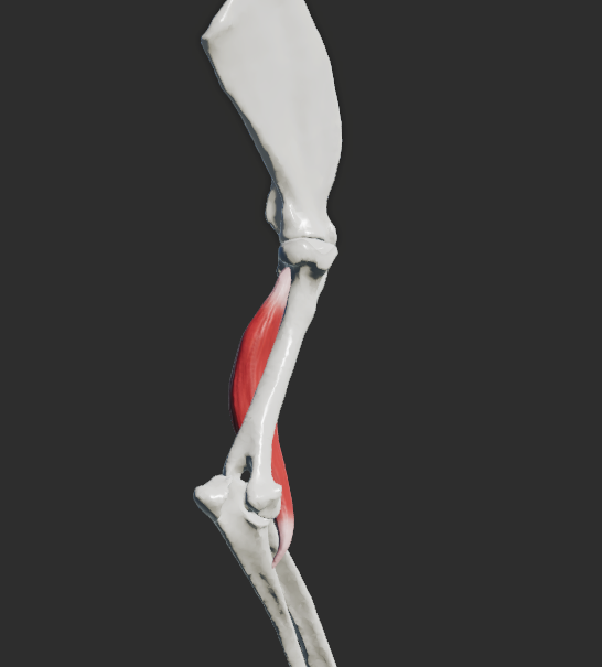 <p>odstup: collum humeri </p><p>úpon: tuberositas radii, tuberositas ulnae</p><p>fce: flexe v articulatio cubiti</p><p>Fe:</p><p>odstup: corpus humeri,</p><p>úpon: pod tuberositas radii.</p>