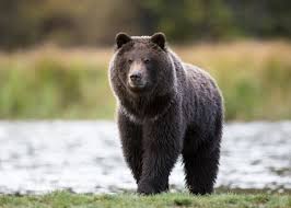 <p><strong>Bear</strong></p>