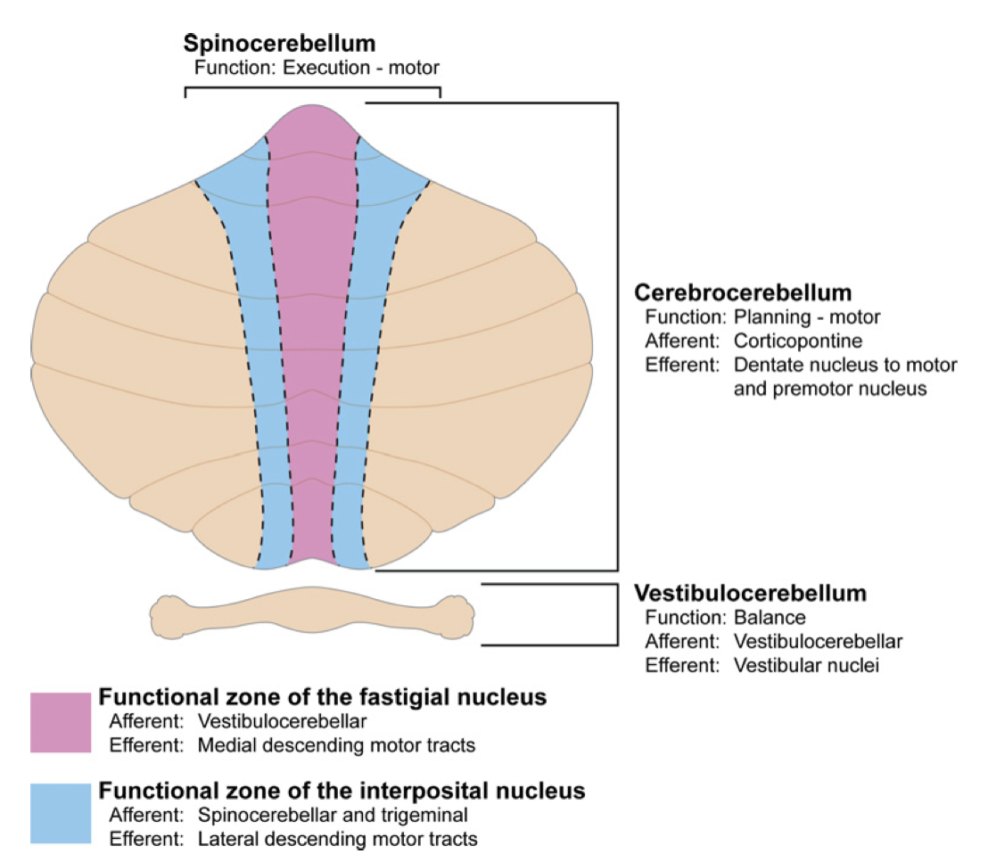 <p><strong>1) Vestibulocerebellum</strong></p><ul><li><p>AKA archicerebellum&nbsp;</p></li><li><p>Flocculo-nodular lobe (STRUCTURES ON THE VENTRAL PORTION OF THE CEREBELLUM (Flocculus and nodulus)) → These control the <strong>vestibules </strong></p></li></ul><p></p><p><strong>2) Spinocerebellum </strong></p><ul><li><p>AKA paleocerebellum </p></li><li><p>Is the vermis and paravermis → control <strong>hypermetria </strong>and <strong>spasticity</strong></p></li></ul><p></p><p><strong>3) Cerebrocerebellum</strong></p><ul><li><p>Is the cerebral hemispheres → control <strong>dysmetria </strong>and<strong> tremors </strong></p></li></ul><p></p>