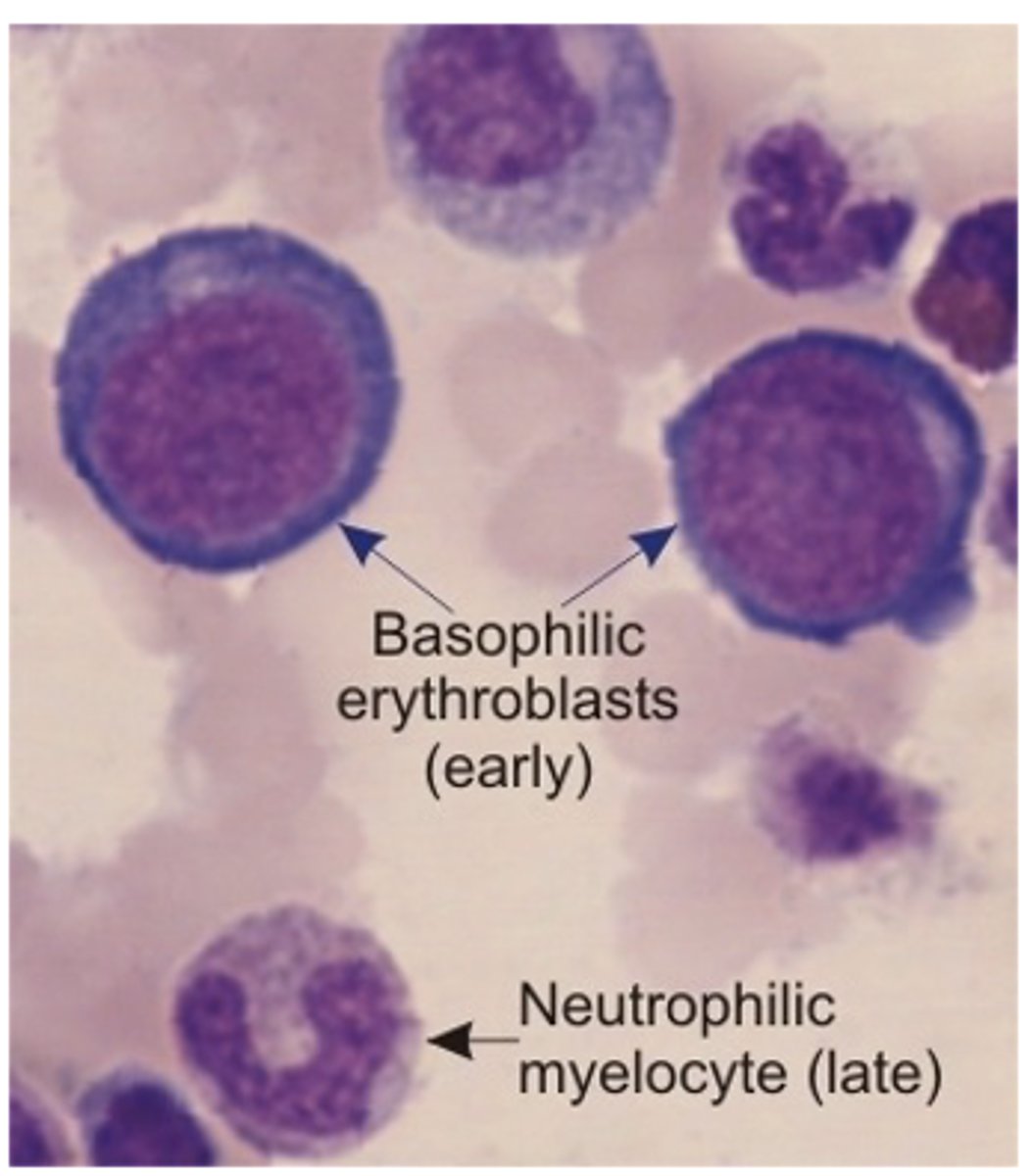 <p>How do ribosomes appear under a light microscope?</p>