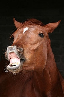 <p>Taste/smell in animals</p>